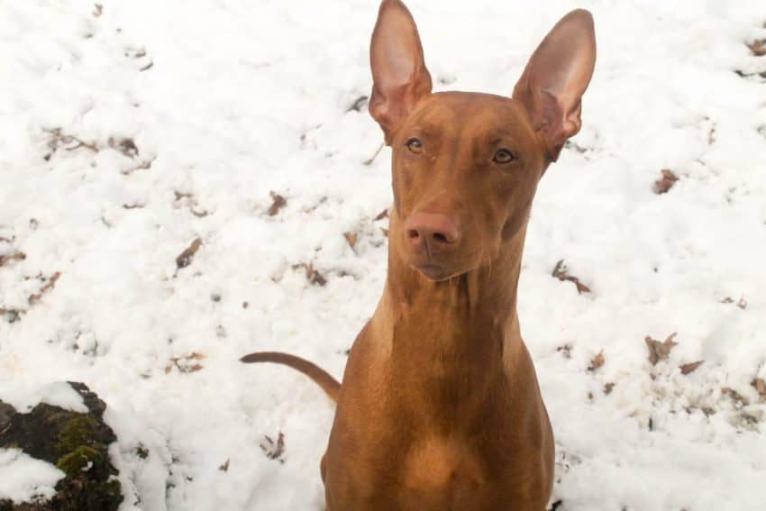 Freya the Pharaoh Hound, one of the rarest dog breeds