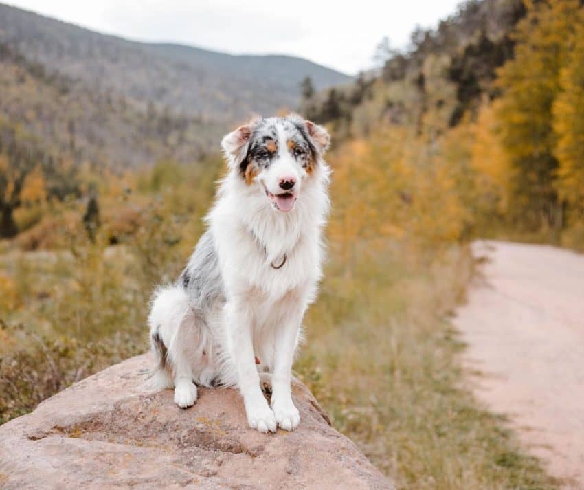 beautiful australian dog names