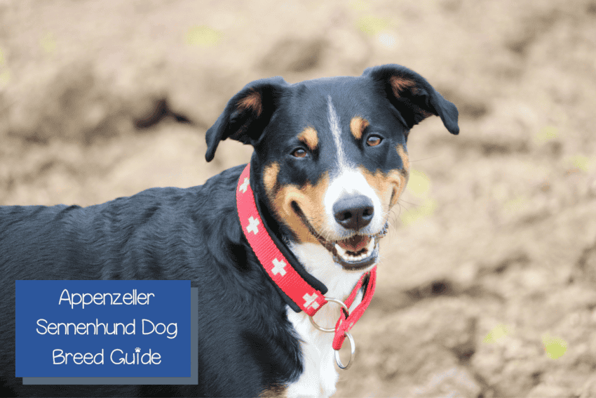 Appenzeller Sennenhund dog breed guide