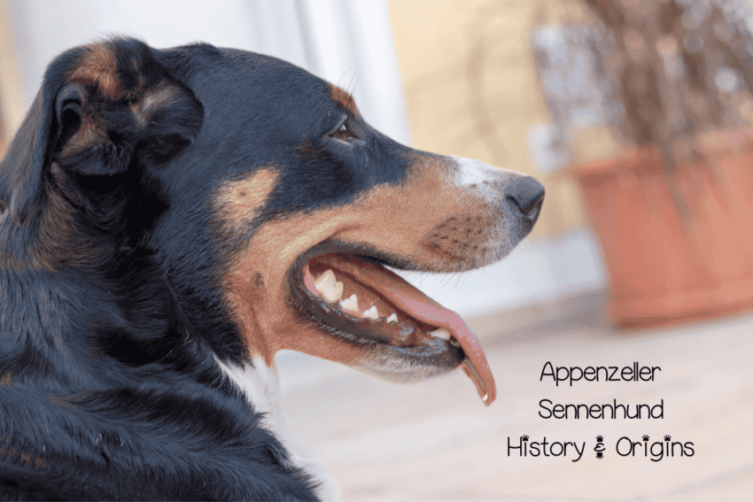 Appenzeller Sennenhund with his tongue out, and text that reads Appenzeller Sennenhund’s History and Origin. 