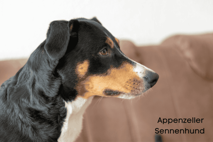 Appenzeller Sennenhund's Appearance and Physical Characteristics