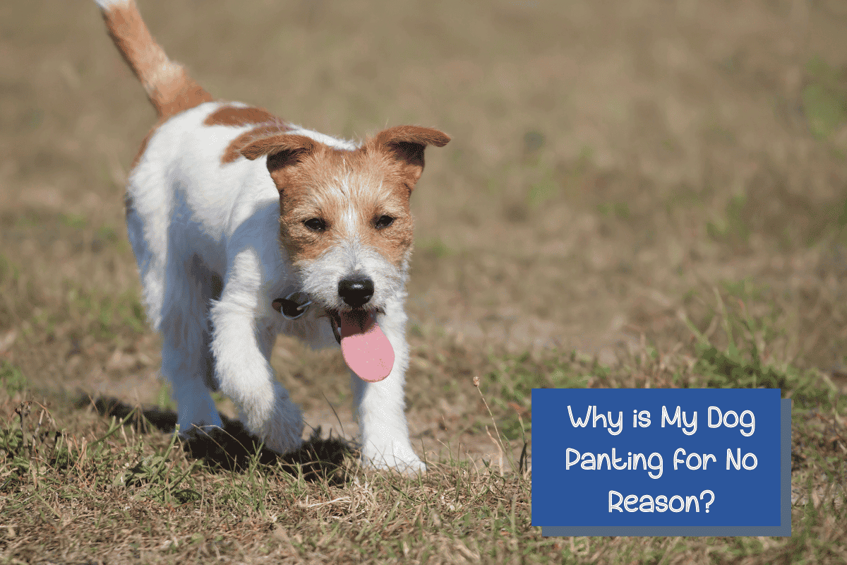 why-is-my-dog-panting-for-no-reason-9-reasons-to-consider-dogvills