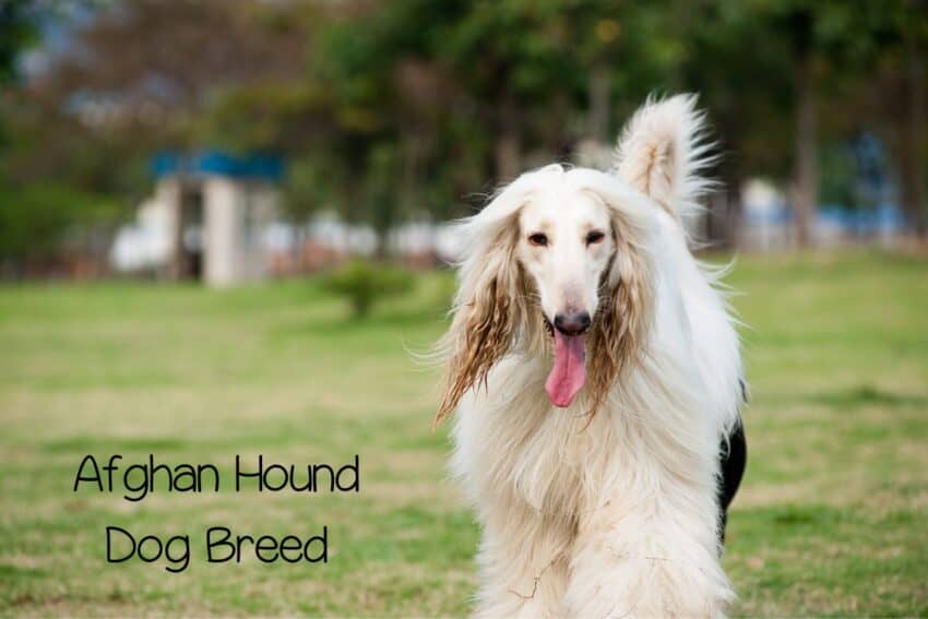 afghan hound dog breed