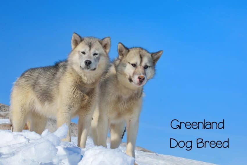 the Greenland dog is one of the oldest dog breeds in the world