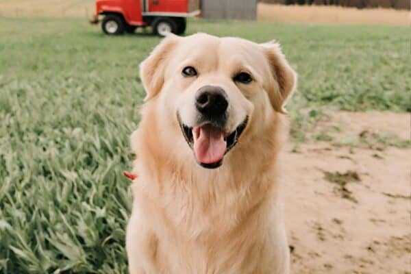 farm dog names