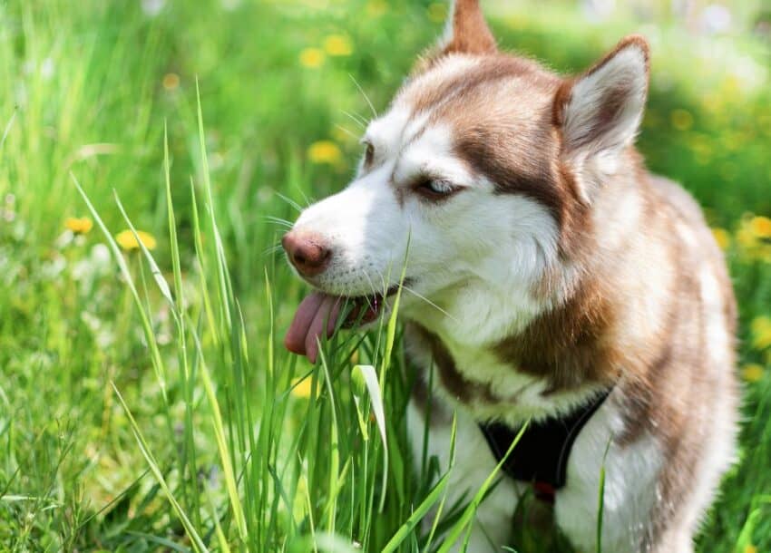 a husky dog eating grass