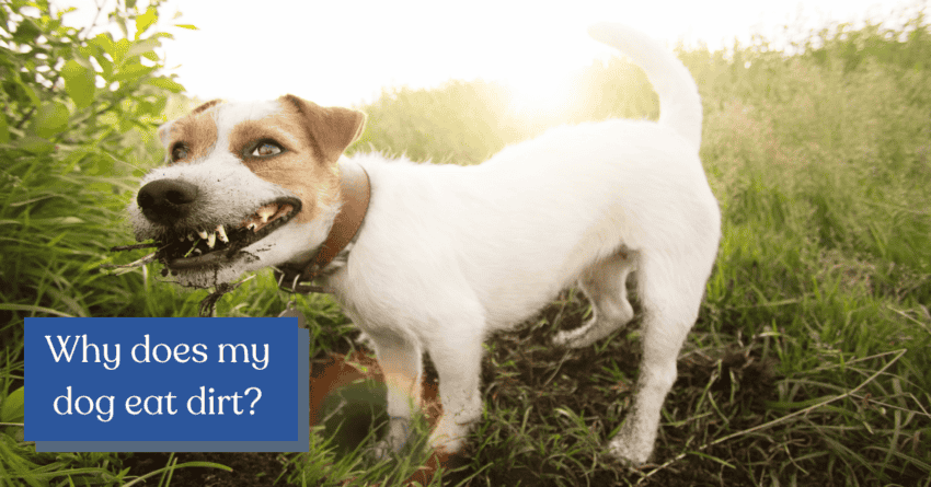 "Why does my DOG EAT DIRT? Is he sick? Should I be worried?" Find out the answer to both of these questions & more as we delve into this weird canine behavior!