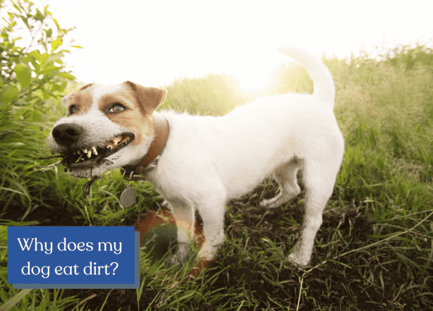 Why does my dog eat dirt?