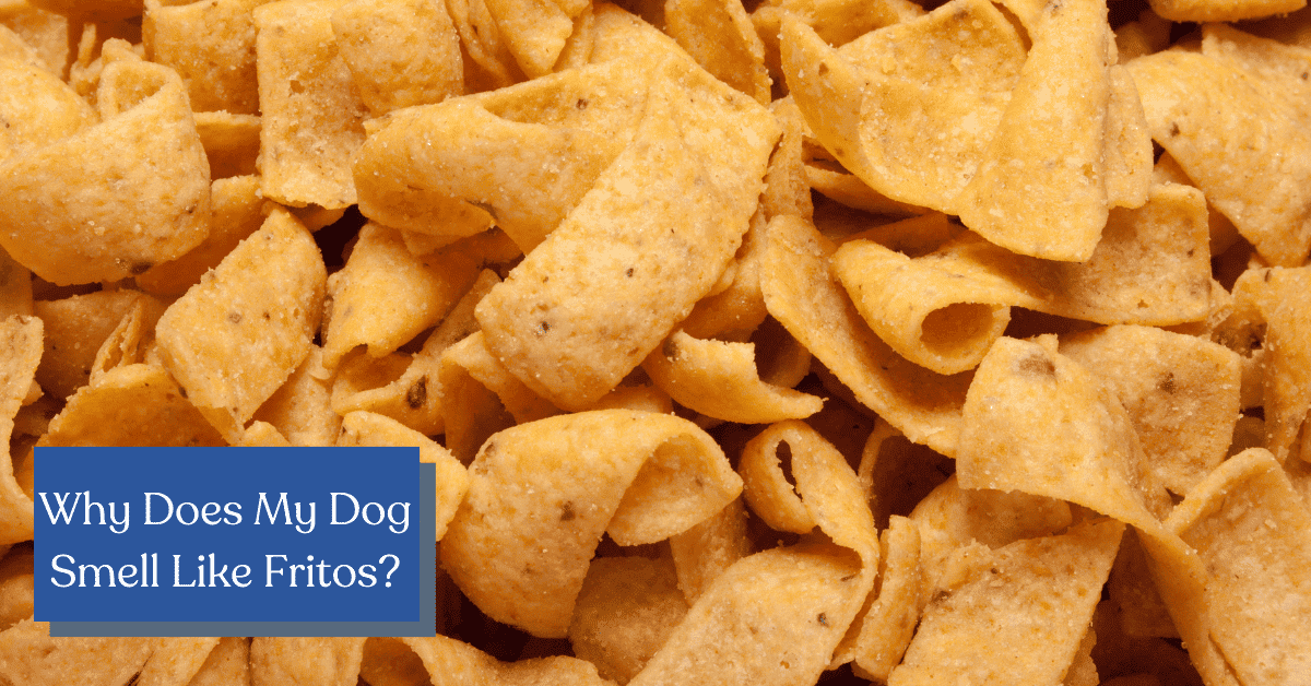 do dogs smell like fritos