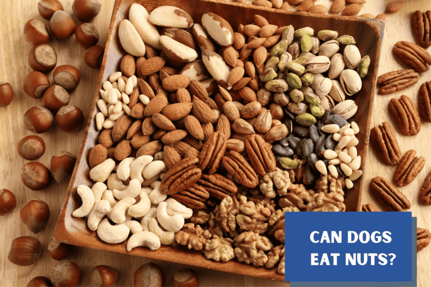 Can dogs eat nuts? What nuts can dogs eat?