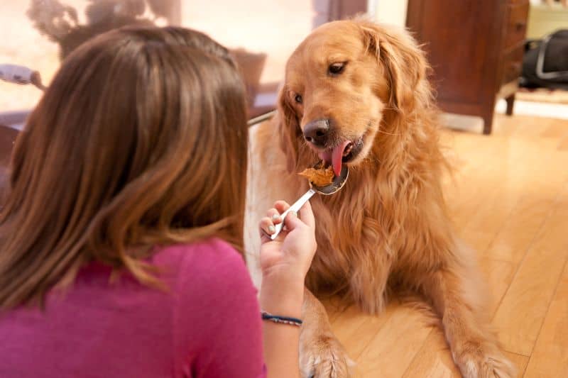 Can dogs eat peanut butter?