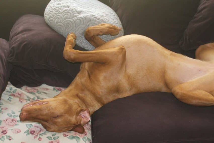 Pharaoh Hound demonstrating the "Greyhound roaching" position