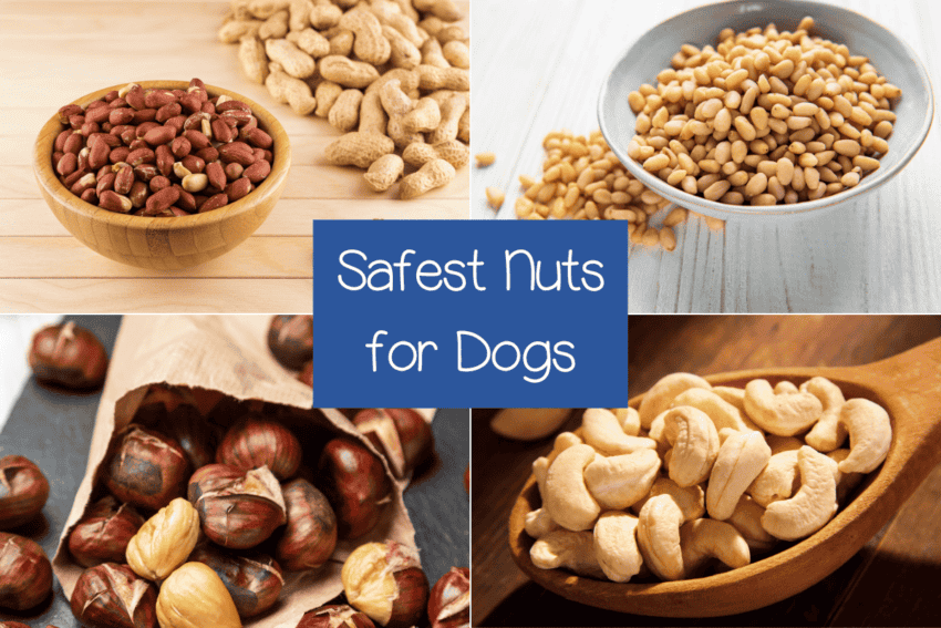 Safe Nuts for Dogs