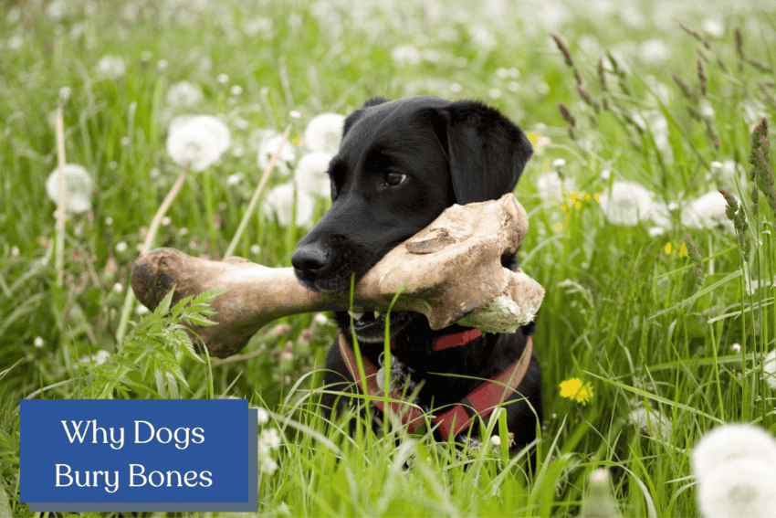 Why do dogs bury bones? Is it normal canine behavior or something we should be worry about? Find out everything you need to know in our comprehensive guide!