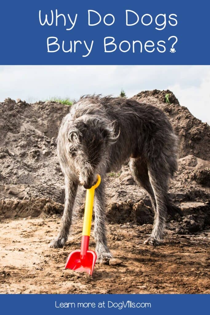 Why do dogs bury bones? Is it normal canine behavior or something we should be worry about? Find out everything you need to know in our comprehensive guide!