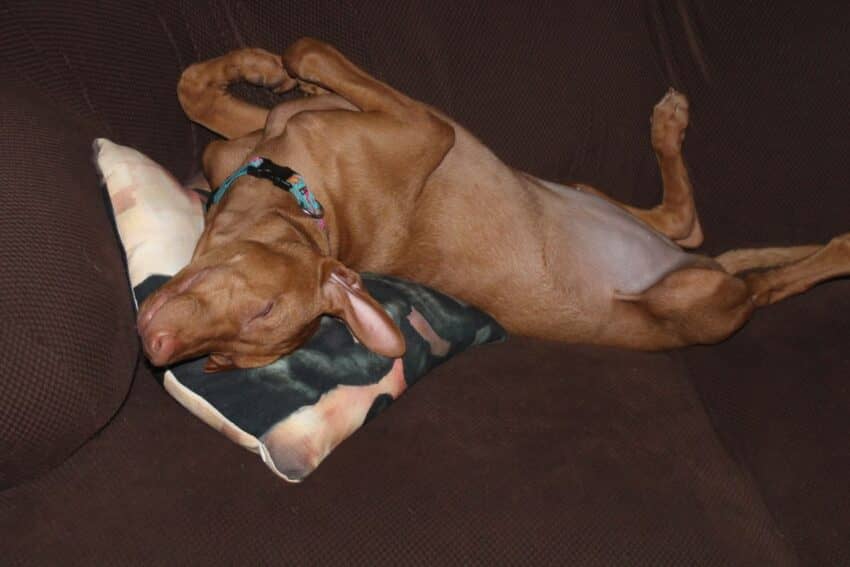 Pharaoh Hound demonstrates roaching position in answer to question why do dogs sleep on their backs