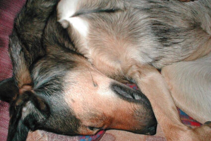 4 Fascinating Reasons Why Dogs Sleep on Their Backs Doggie Web World