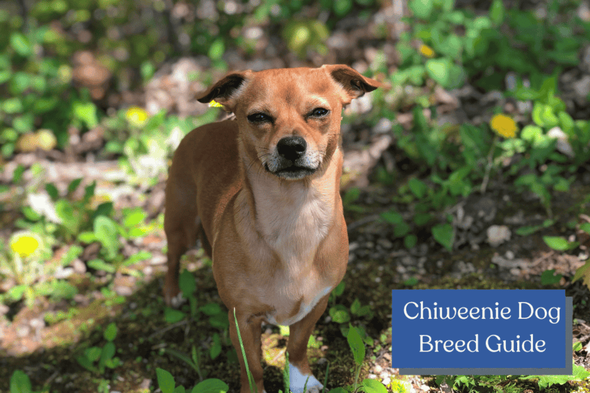 Discover the adorable charm of Chiweenie dogs - a delightful blend of Chihuahua and Dachshund. Explore their unique traits and lovable personalities.