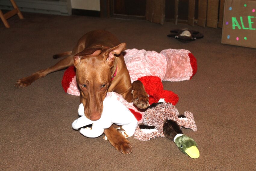 Why Do Dogs Like Squeaky Toys? The Science (and Fun) Behind That Obsession