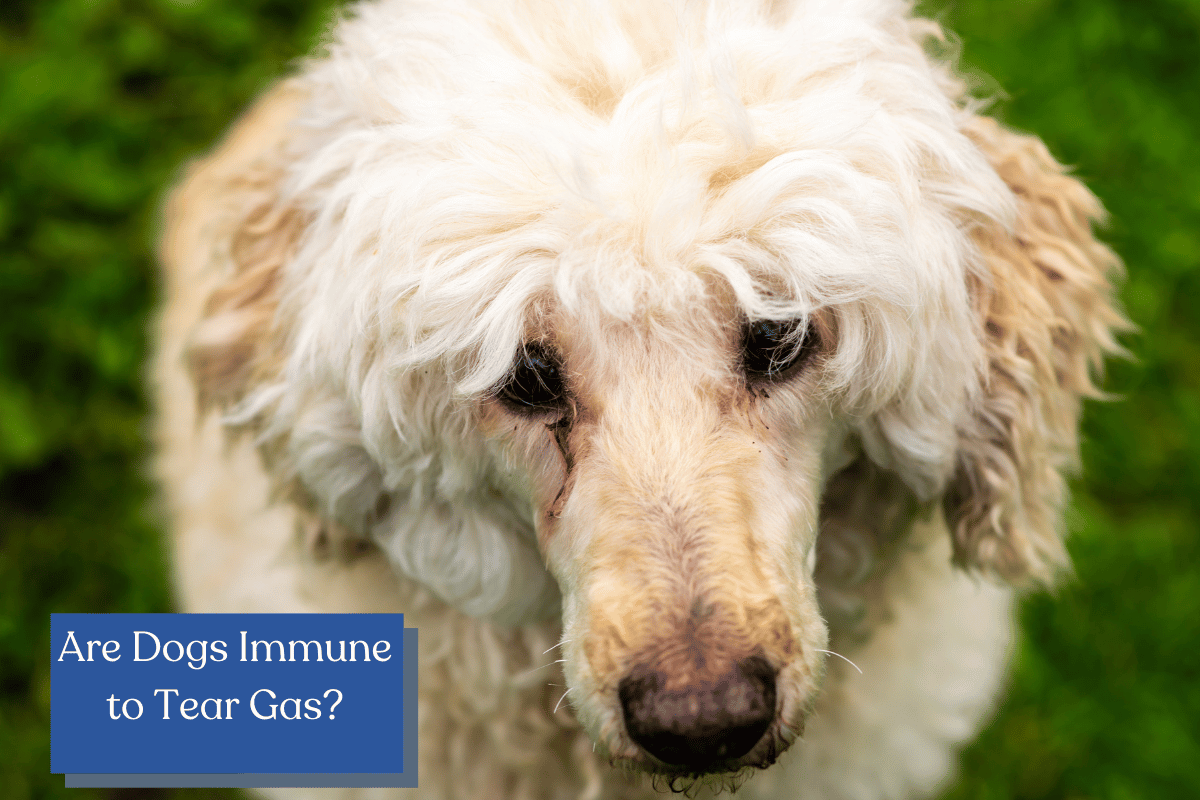 Are Dogs Immune to Tear Gas? - DogVills