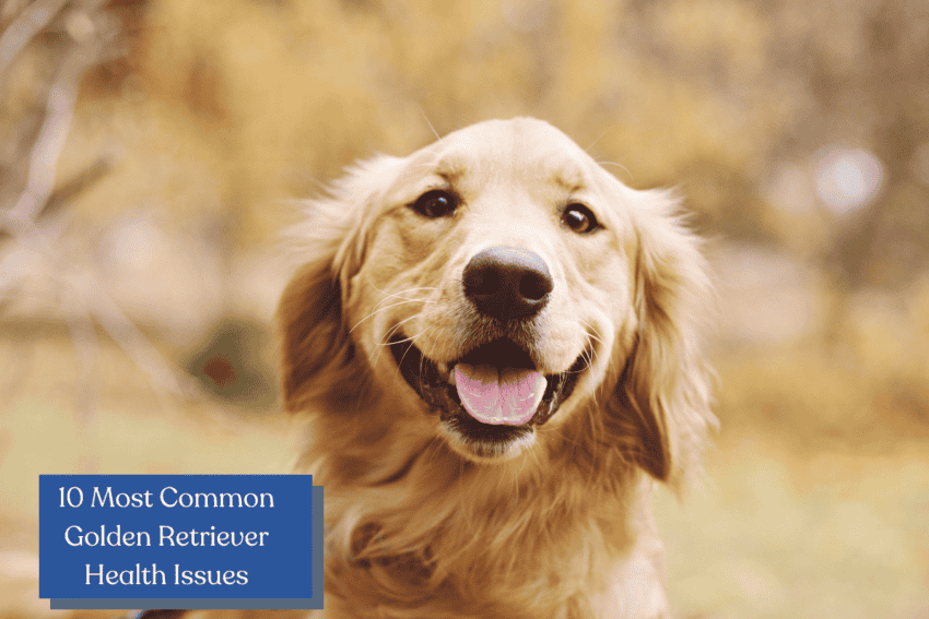 Discover the top 10 health issues that Golden Retrievers are prone to and learn how to identify and manage them