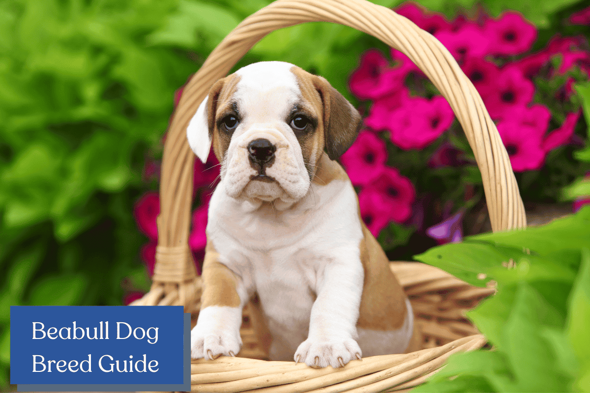 Beabull Dog Guide: All About the Cute Beagle/Bulldog Mix, image size:1200x800