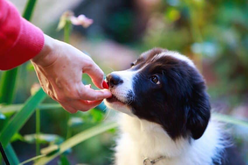 When can you start giving puppies treats? What types of dog treats are best to start with? Find out the answer to these questions and more in our guide!