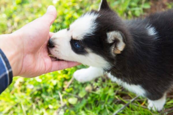 When can you start giving puppies treats? What types of dog treats are best to start with? Find out the answer to these questions and more in our guide!