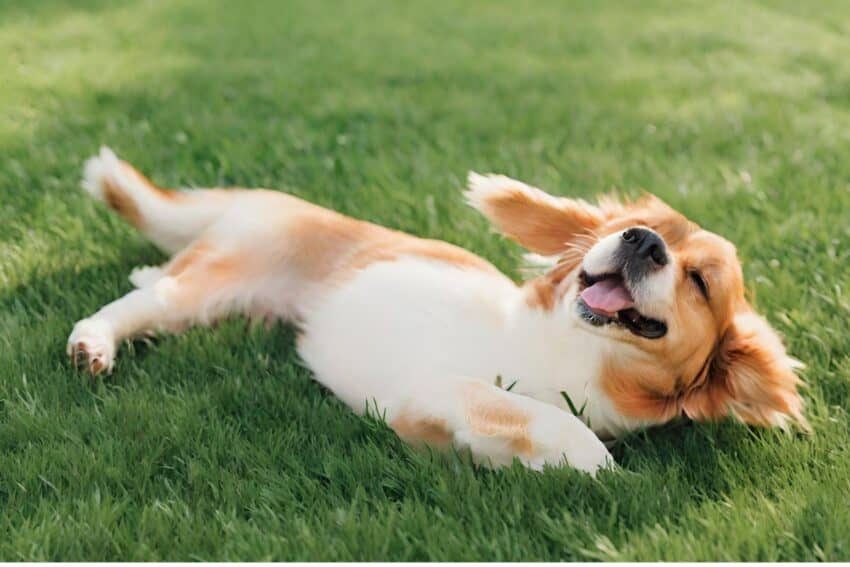 Ever wonder why dogs roll in the grass? Today, we're unraveling this mystery! Read on for the most common reasons behind this strange canine behavior!