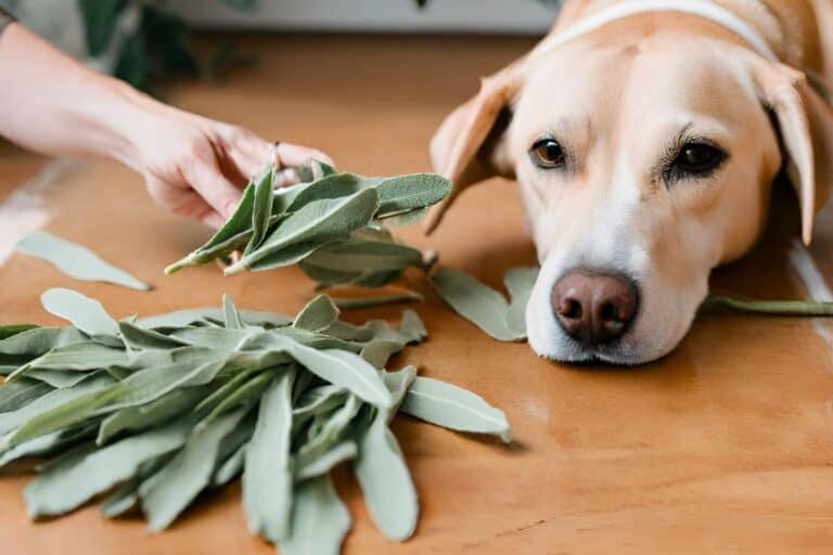 Picture of Can Dogs Eat Sage? Unveiling the Safety of this Herb for Your Pup ...