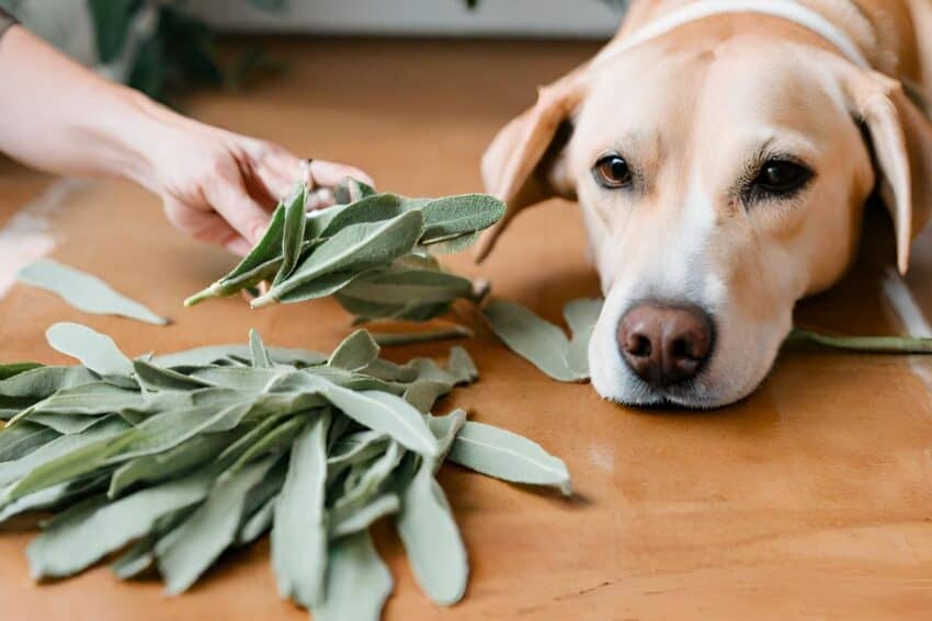 Curious about the safety of sage for your furry friend? Explore the question "Can dogs eat sage?" Learn the facts and ensure your pup's well-being.