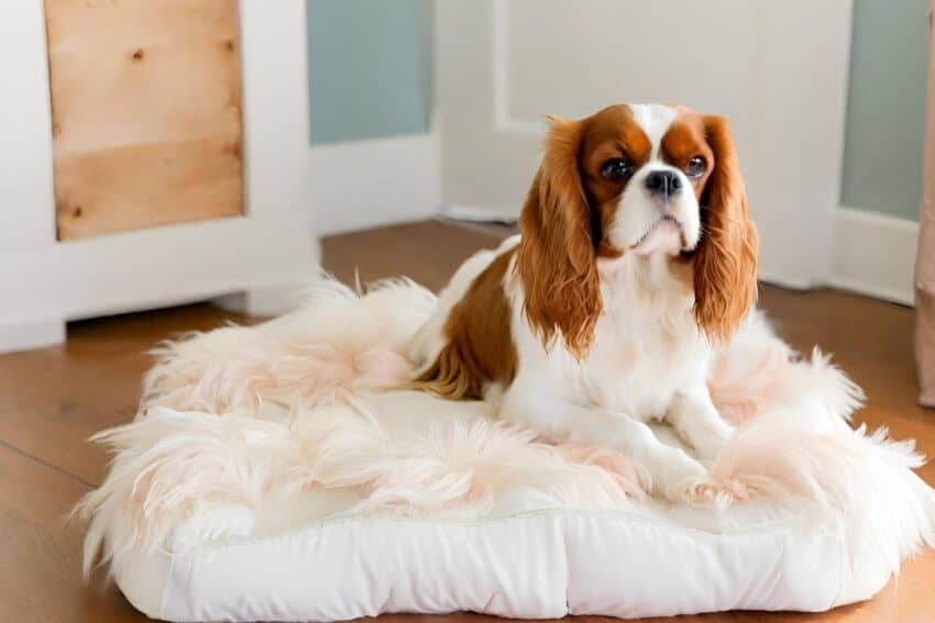 Cavalier King Charles Spaniel 