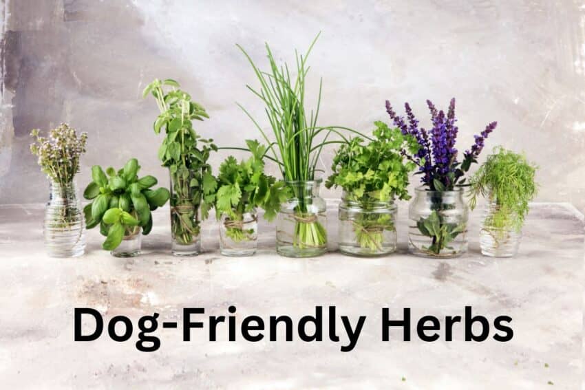 herbs dogs can eat