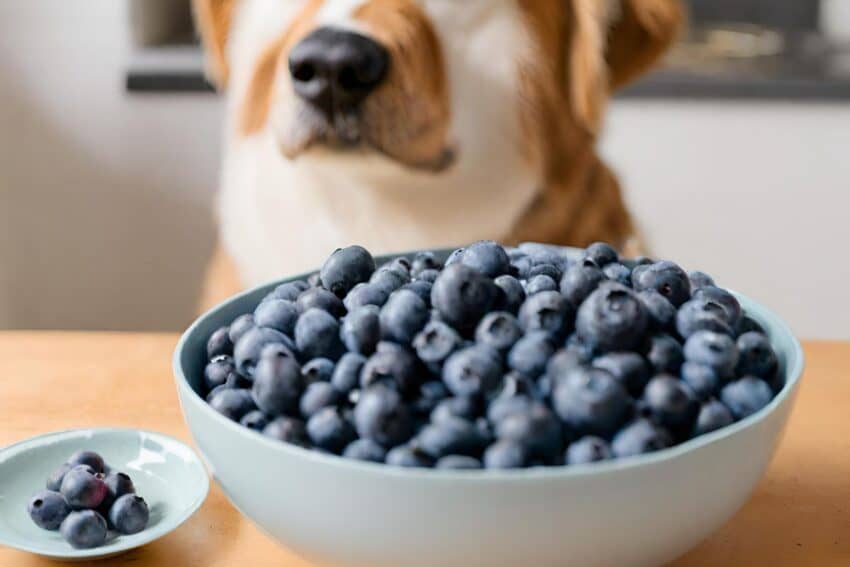 Can dogs eat blueberries?