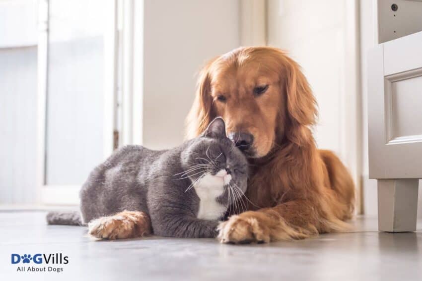 A cat and a dog cuddling together