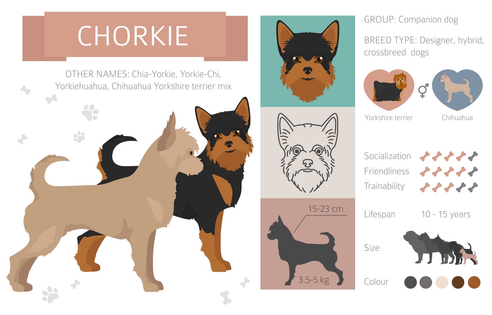 Chorkie Dog Breed Infographic