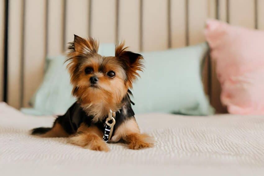 An adorable Chorkie sitting on a bed