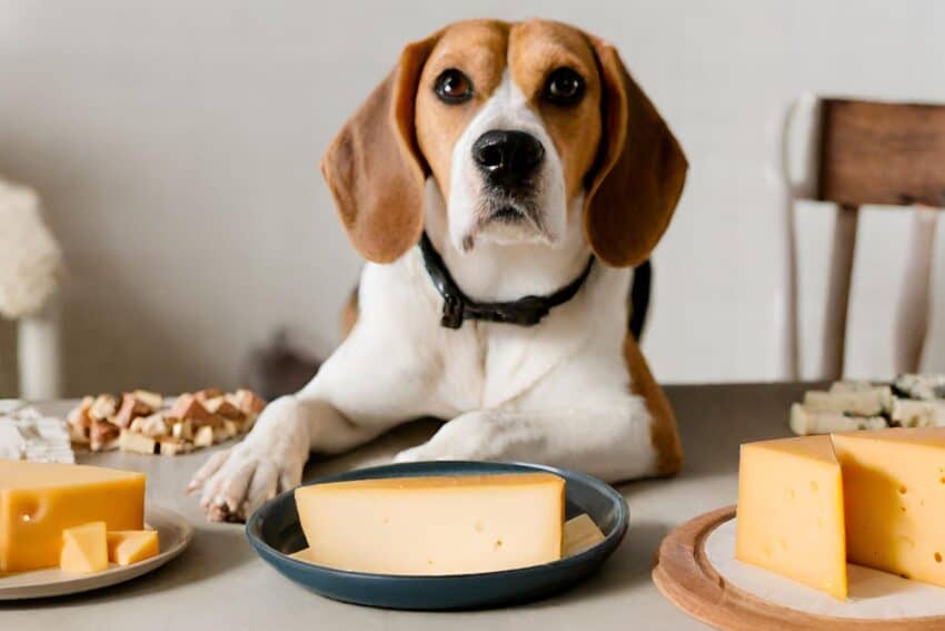 Are All Dogs Lactose Intolerant? Here are 6 Signs Your Dog Might Be Allergic to Cheese