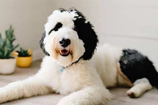 Old English Sheep Dog and Poodle Mix: All About the Sheepadoodle Dog ...