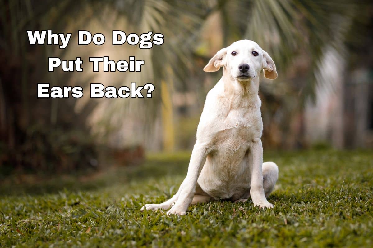 Why Dogs Put Their Ears Back? 6 Fascinating Reasons - DogVills