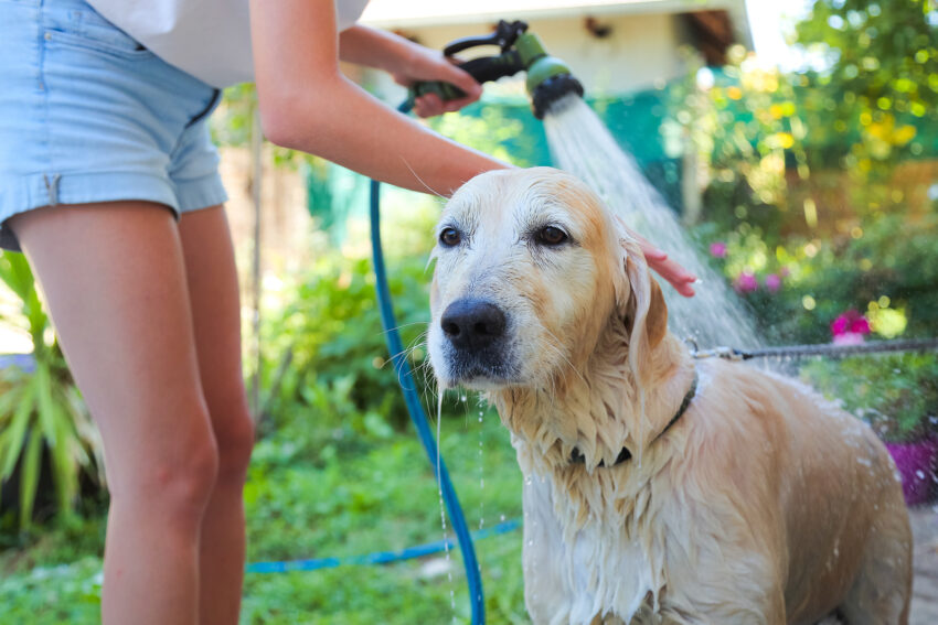 Outdoor Dog Bath