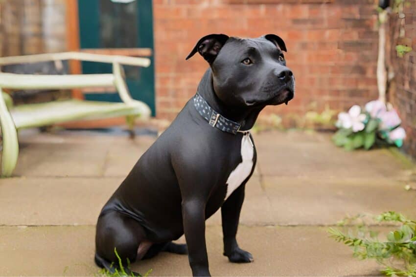 black Staffordshire Bull Terrier