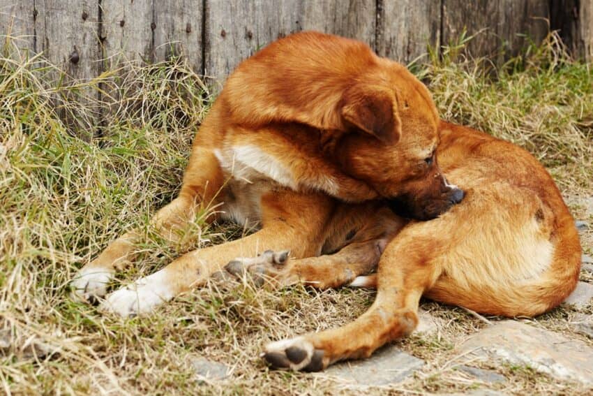 why is my dog chewing the fur off his back