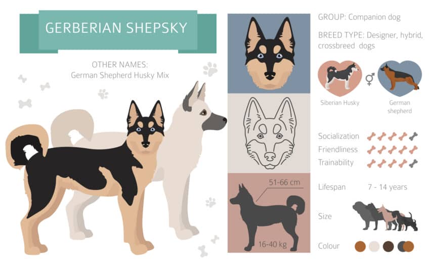 Gerberian Shepsky: German Shepherd & Siberian Husky Crossbreed