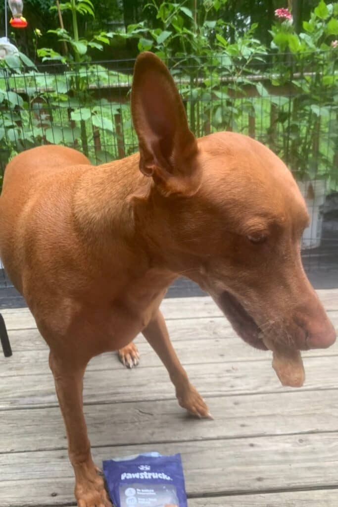 my pharaoh hound Freya with her pawstruck yak cheese crackers