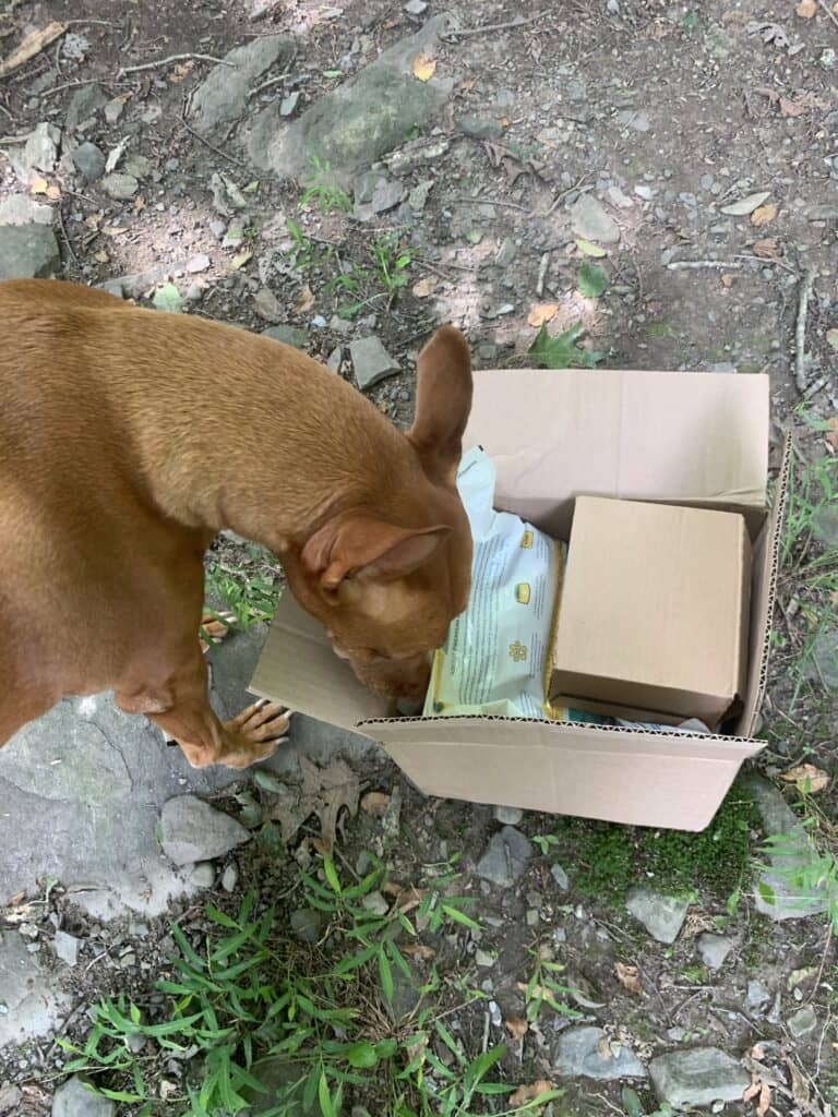 Butcherbox for Pets subscription