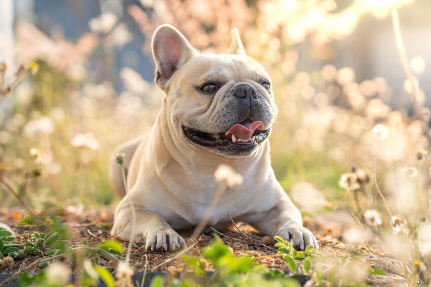 Small Dogs that Don't Bark
