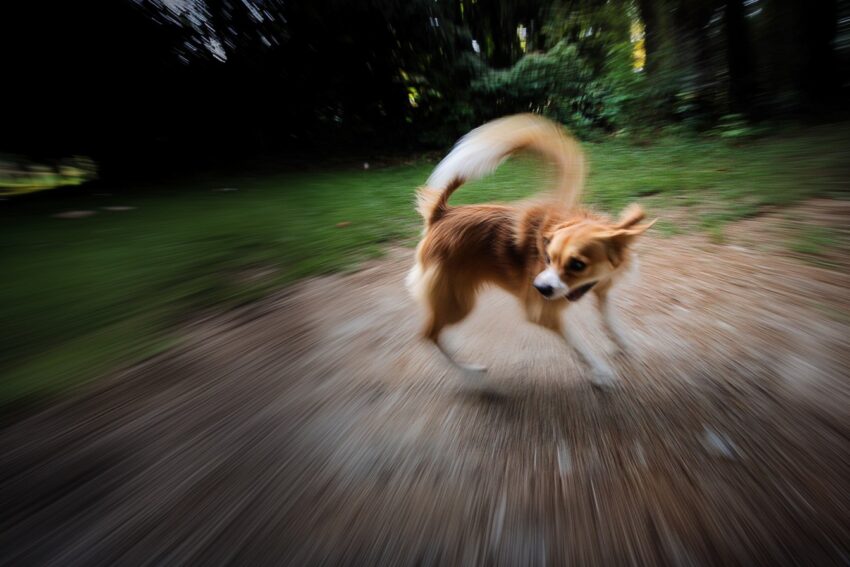 why do dogs chase their tails