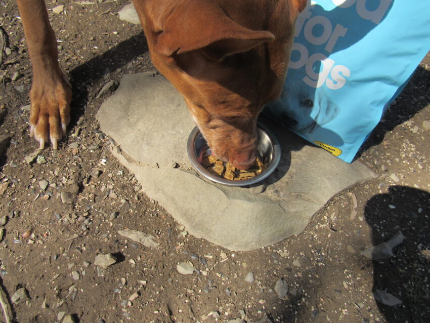 Sundays for Dogs Review- Freya gobbling it down