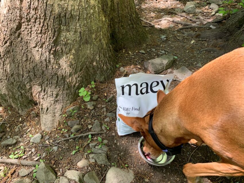 Maev dog food review